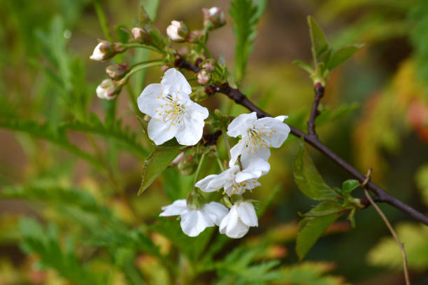 istock Close-up of White Cherry Blossoms, Nature, Macro 1140616724