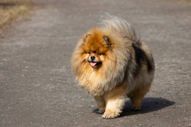 istock dog pet chow chow 1140617315