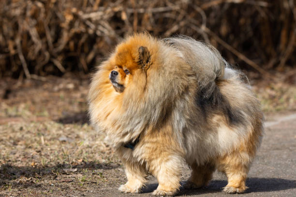 istock dog pet chow chow 1140617318