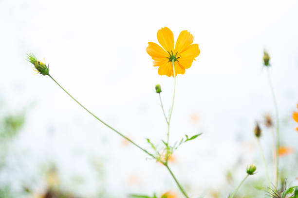 Yellow Cosmos flower