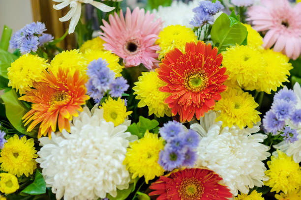 istock Colorful chrysanthemum passion flower 1140618362