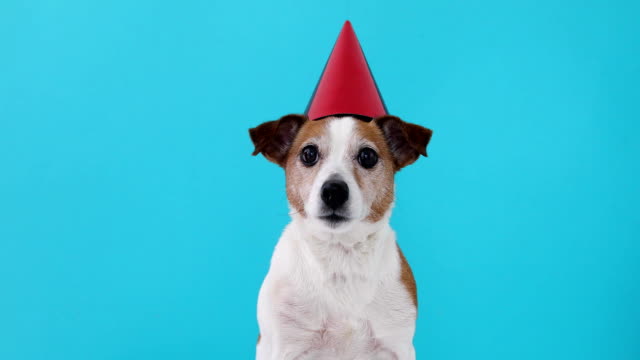 30+ Happy Birthday Song Funny Stock Videos and Royalty-Free Footage - iStock