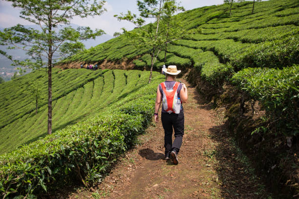 plantacja wanderlust - munnar zdjęcia i obrazy z banku zdjęć