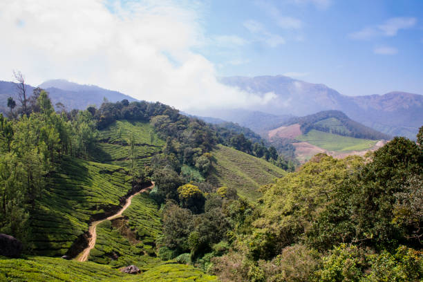 istock Beautiful View Of Munnar 1140619719