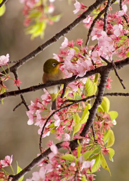istock Sakura seson in Japan - Mejiro in Cherry Blossom Tree 1140620948