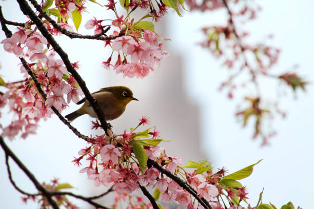 istock Sakura seson in Japan - Mejiro in Cherry Blossom Tree 1140620961