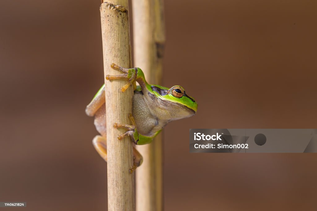 Green Tree Frog on Reeds The European tree frog, Hyla arborea, formerly Rana arborea is a small tree frog found in Europe, Asia and part of Africa. Amphibian Stock Photo