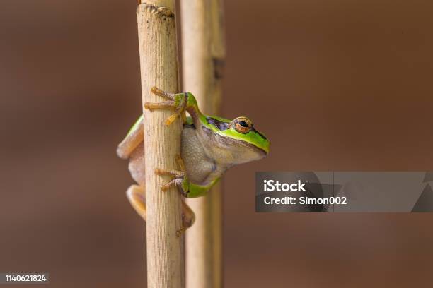 Green Tree Frog On Reeds Stock Photo - Download Image Now - Amphibian, Animal, Animal Body Part