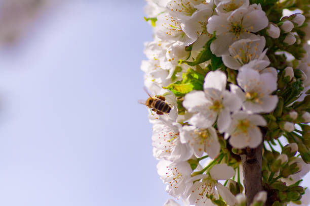 istock Honey Bee harvesting pollen from Cherry Blossom 1140621838