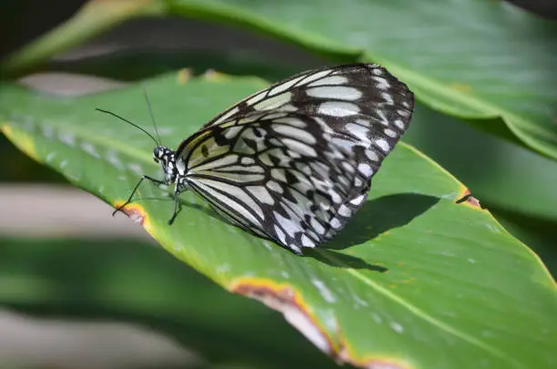 Large white tree nymph butterfly positioned on a green leaf.