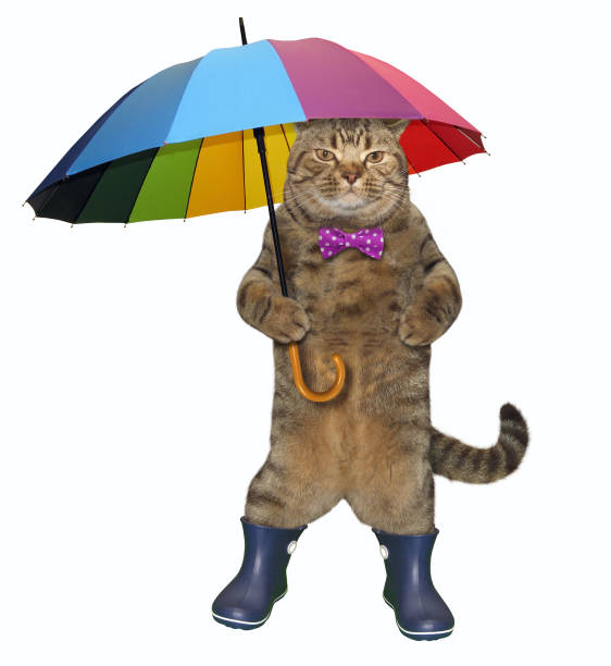 istock Cat with a color umbrella 2 1140623862
