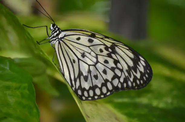 Amazing look at the side profile of a white tree nymph butterfly.