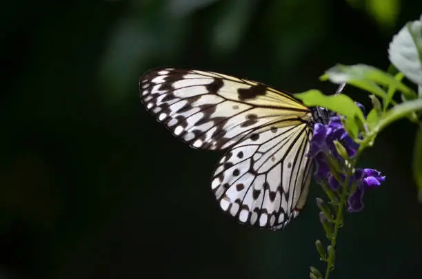 Beautiful sun shining rhough the wings of a tree nymph butterfly.