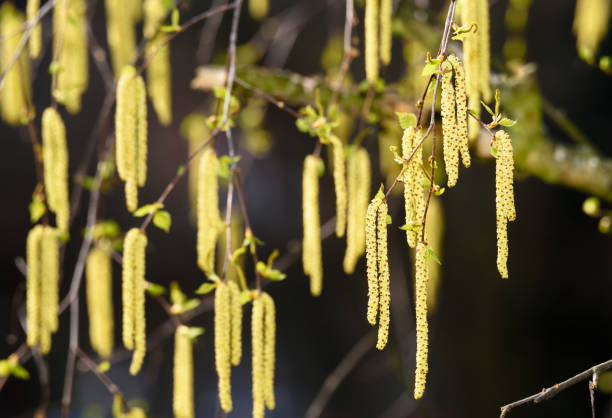 Branch of birch tree Betula pendula, with green leaves and catkins. Tree in morning sunlight. stock photo