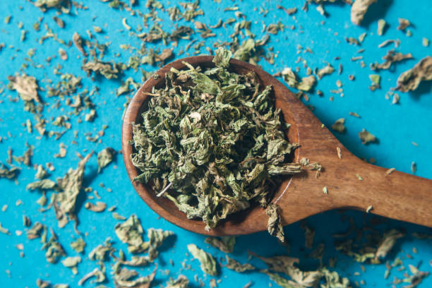 istock Fresh mint leaves with dried mint in wooden spoon 1140625711