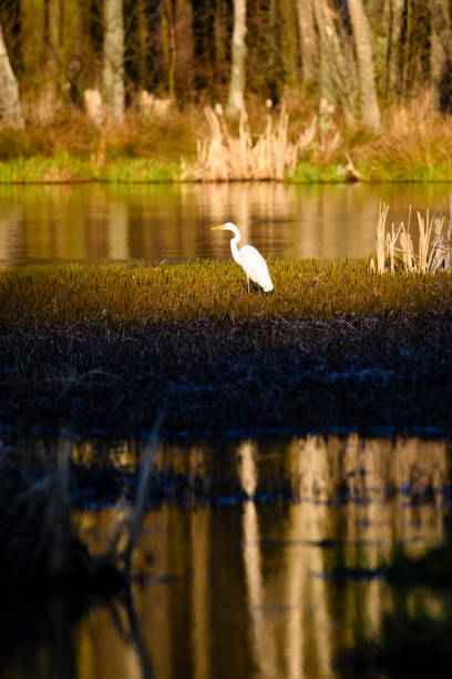 White heron (Ardea alba) in reeds at pond stock photo