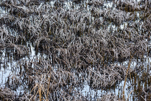 dried rush and reed stock photo