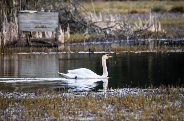 Lake with a white swan stock photo