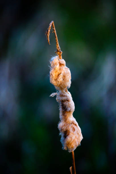 dried rush and reed stock photo