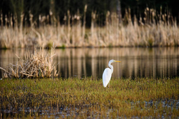 White heron (Ardea alba) in reeds at pond stock photo