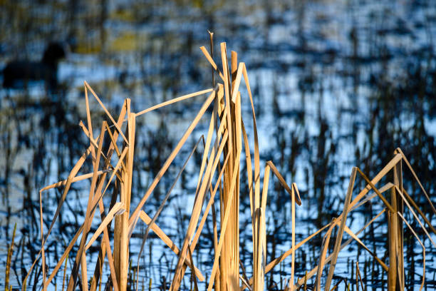 dried rush and reed stock photo