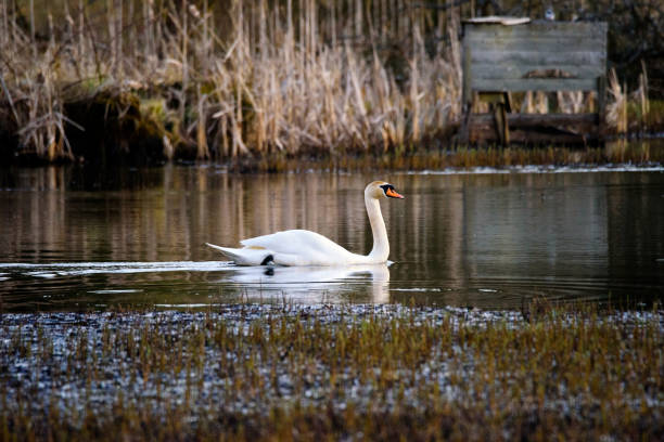 Lake with a white swan stock photo