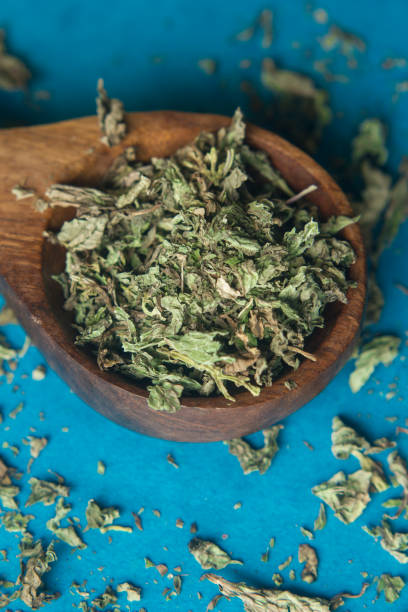 istock Fresh mint leaves with dried mint in wooden spoon 1140625878