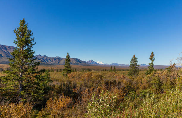 istock Scenic Denali National Park Landscape 1140626132