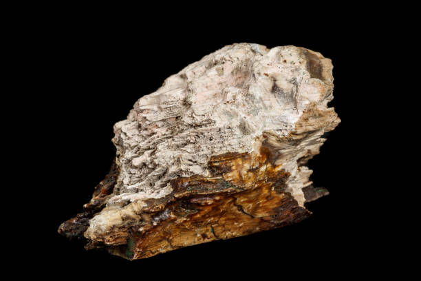 istock Macro stone mineral petrified wood on a black background 1140628747