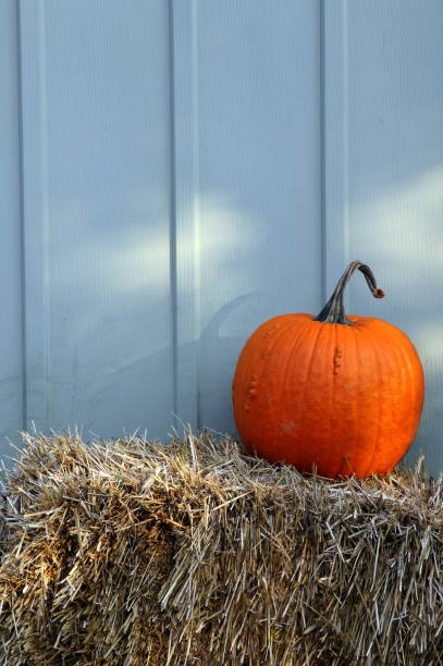 istock The pumpkin sitting on the hay. 1140631144