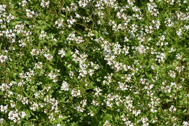 istock Bitter cress / Cardamine flexuosa 1140631702