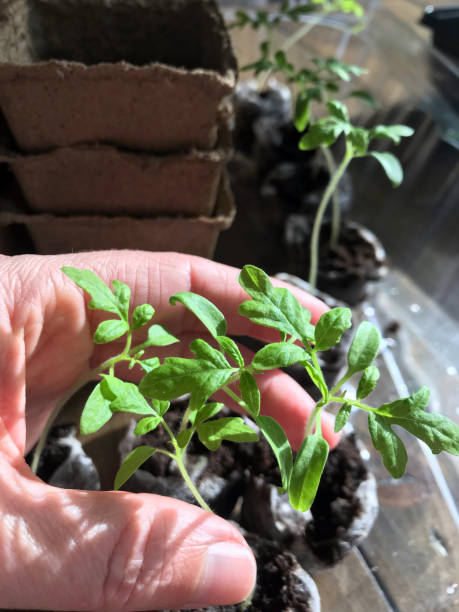 istock Young tomato seedlings in peat pots, ready for spring planting 1140632382