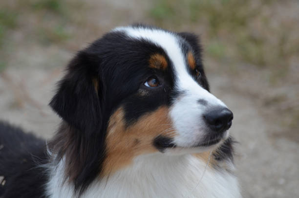 istock Adorable Australian Shepherd Dog 1140632736