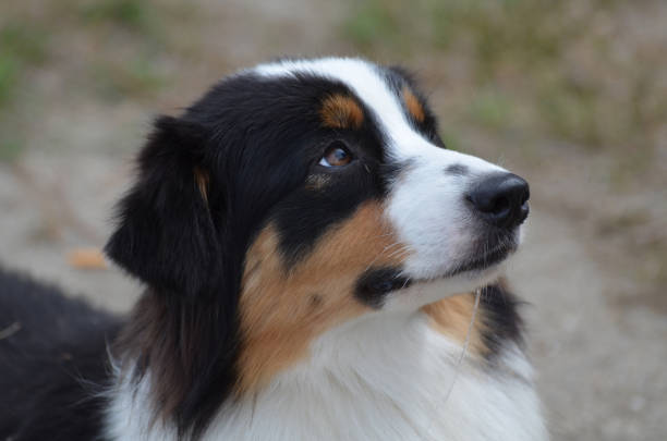 istock Adorable Australian Shepherd Dog 1140632739