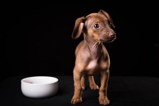 istock Dwarf dachshund puppy on a black background 1140633553