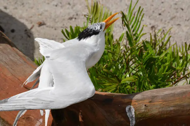 Royal tern squawking while standing on a fallen log.