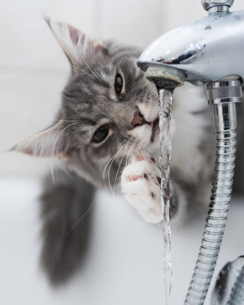 istock cat drinking from the faucet 1140635273