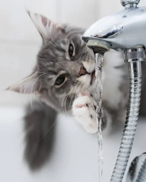 Photo of cat drinking from the faucet