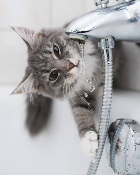 istock cat drinking from the faucet 1140635296
