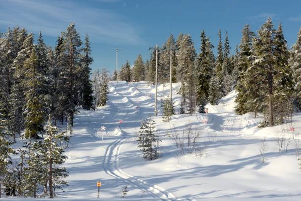 śnieżny las świerkowy na białym tle - winter landscape sweden snow zdjęcia i obrazy z banku zdjęć
