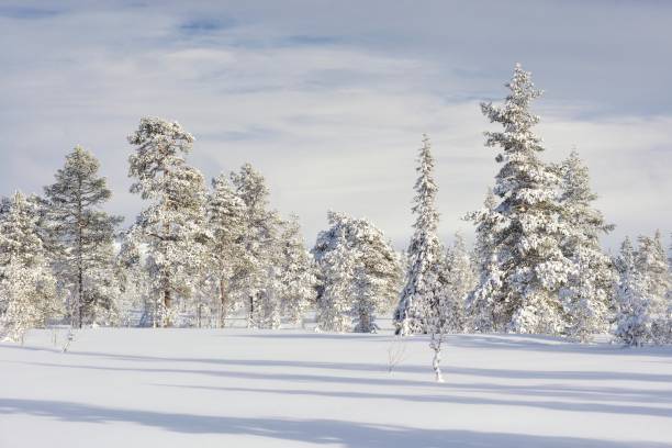 śnieżny las świerkowy na białym tle - winter landscape sweden snow zdjęcia i obrazy z banku zdjęć