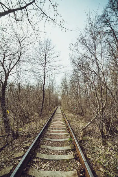 Photo of Train tunnel through the forest