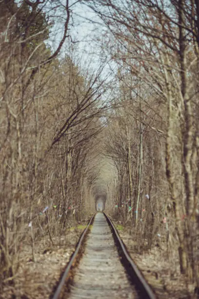 Photo of Train tunnel through the forest