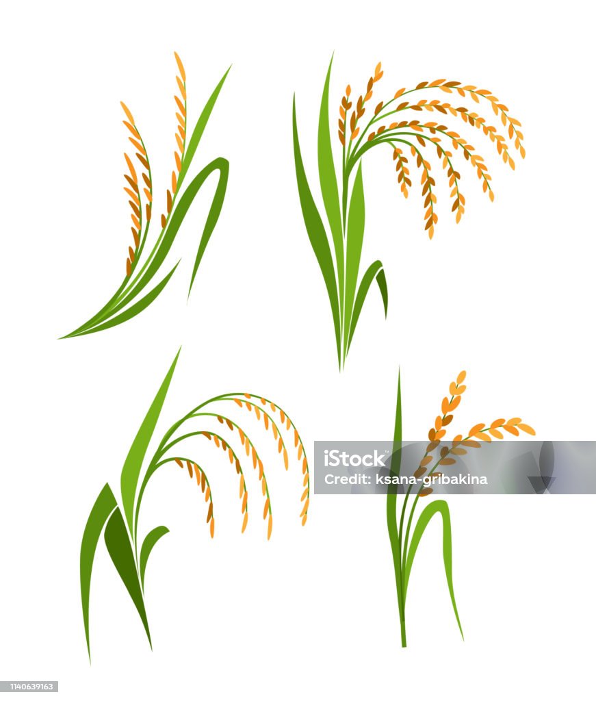 Planting Rice Vector Rice Plants Collection Vector Isolated Design Elements Stock ...