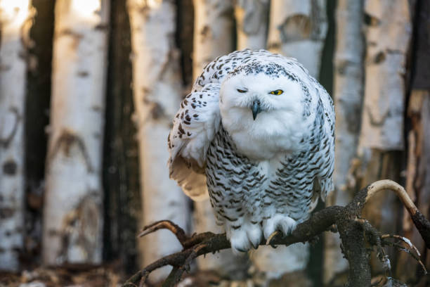 Male of Snowy owl standing over the snowy plains of Saskatchewan, Canada