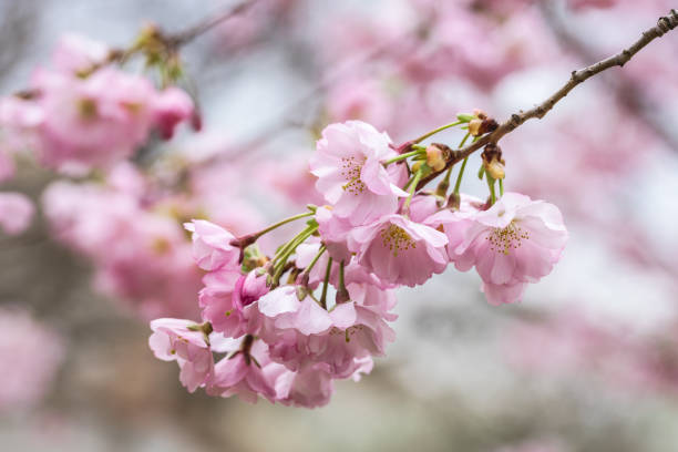 istock Branch with pink sakura flowers 1140639339