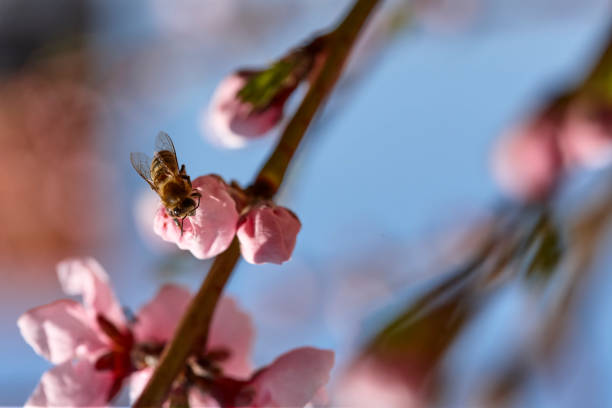 Wild bee is sitting on a nectarine blossom stock photo