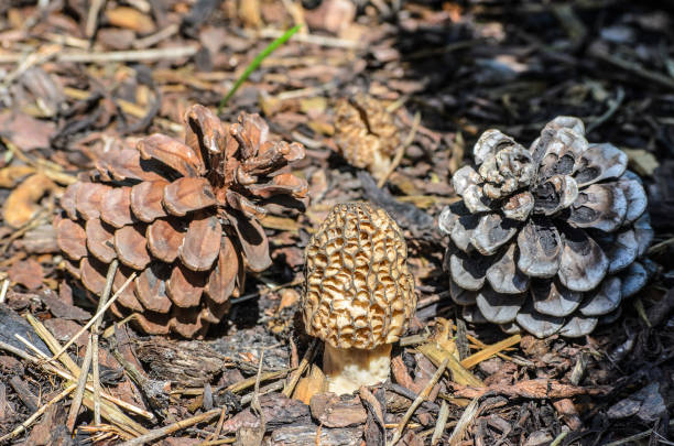 istock Black Morel or Morchella conica and pine cones, Latvia 1140641307