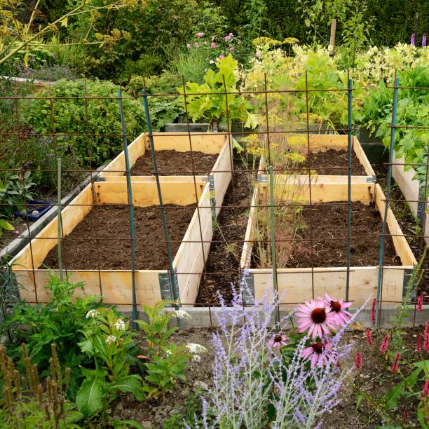 istock Pallet collars in garden 1140641629
