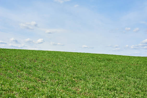 istock Field with green wheat and blue sky, spring time 1140642414
